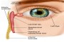 Anatomy diagram with watermark