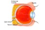 Side view: Healthy normal eye