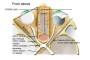 Cross Sectional (TOP DOWN) view after removal of eye. Image shows the anatomy from above with relevant features labeled.